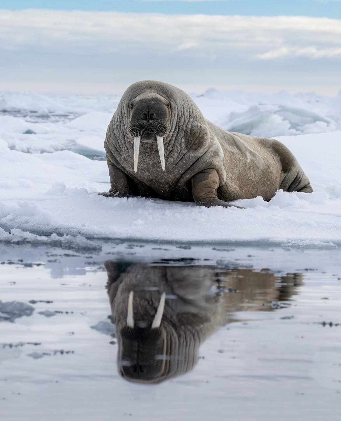 Walrus reflection
